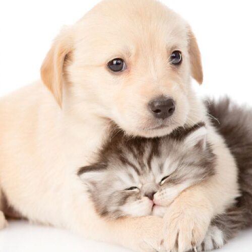 Parfum Animali Griffe